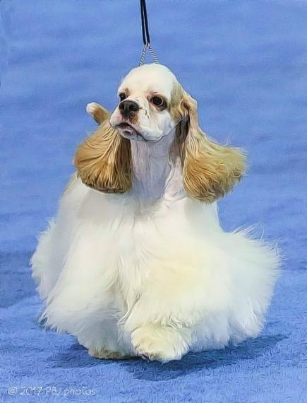 Original customer photo of a cream-and-white cocker spaniel
