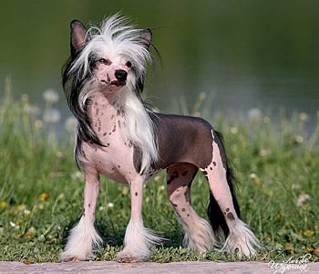 Original photo of a Chinese Crested dog standing on grass